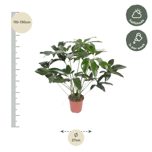 Philodendron Green Wonder – 120 cm pflegeleichte Zimmerpflanze
