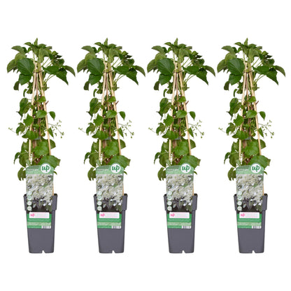 4x - Hydrangea petiolaris - ↨65cm - Ø15