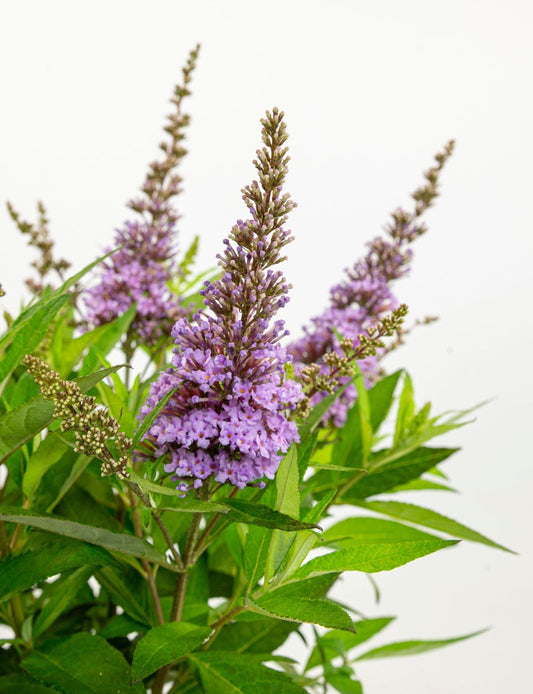 Buddleja dav. 'Butterfly Candy Little Lila' - Ø19cm - ↕25cm