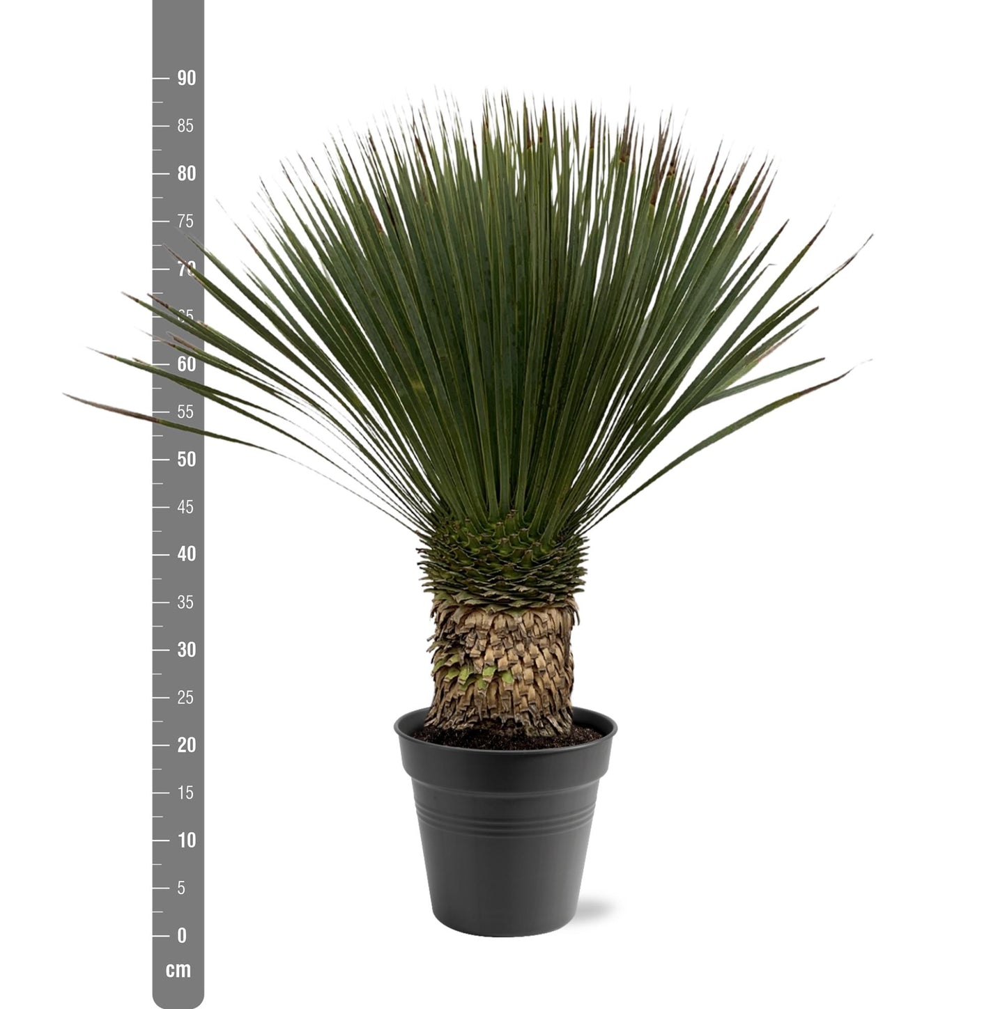 Yucca Rostrata – Blaue Yucca Palme 80-100 cm