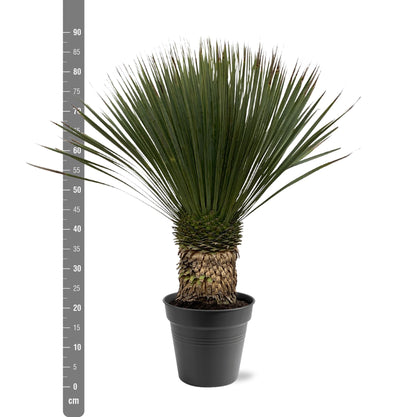 Yucca Rostrata – Blaue Yucca Palme 80-100 cm