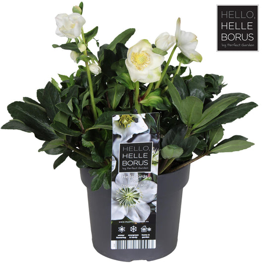 Helleborus Niger 'Christmas Carol' P17 - Ø17cm - ↕30cm