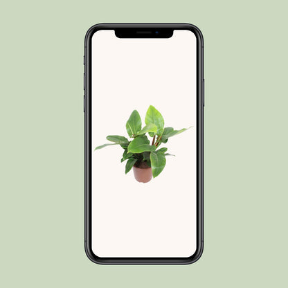 Philodendron Imperial Green - Ø27cm - ↕80cm