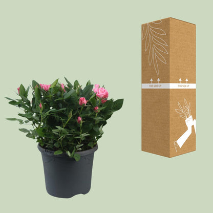 Rosa Jewel Patio Sparkling - Ø17cm - ↕30cm