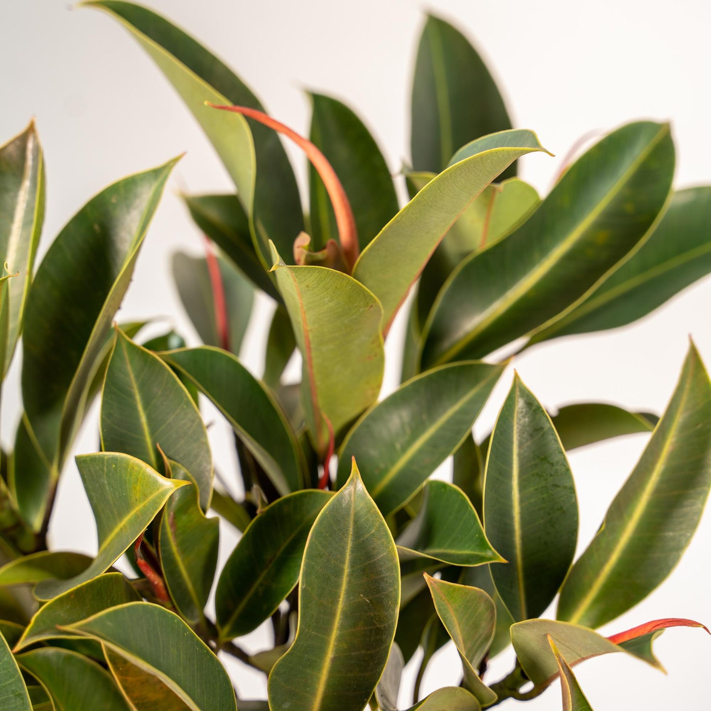Ficus elastica Melany Stamm + Topf Mayk Gold - ↨90cm - Ø21cm