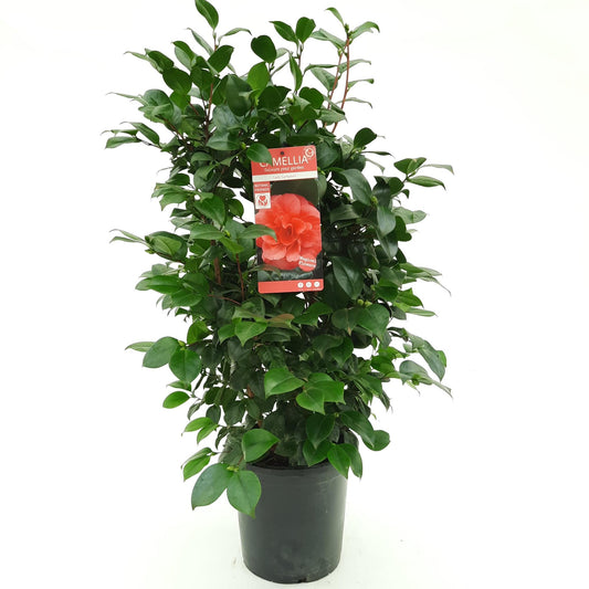 Camellia jap. 'Lady Campbell' - Ø26cm - ↕55cm - Ø29 - ↨90cm