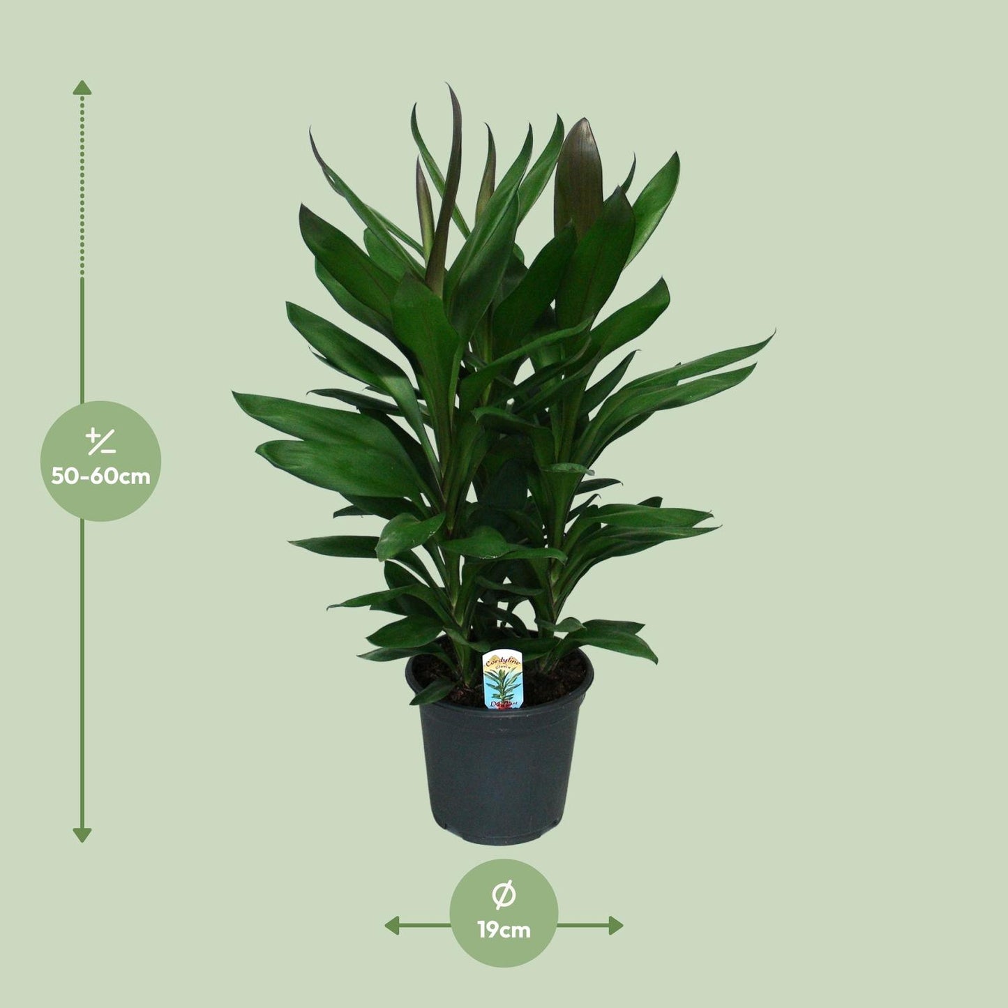 Cordyline Glauca - Ø19cm - ↕60cm