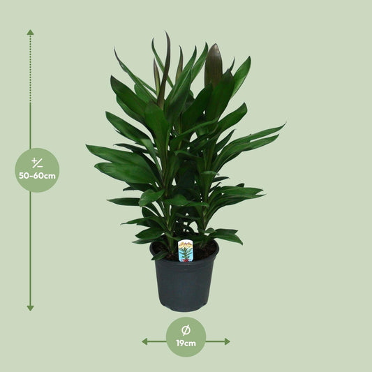 Cordyline Glauca - Ø19cm - ↕60cm
