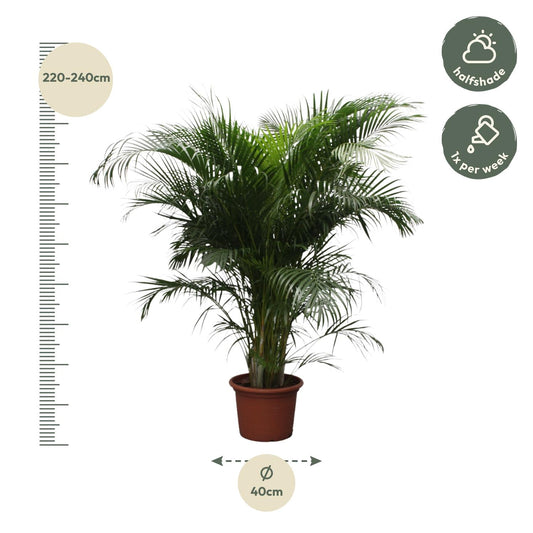 Goldpalme 230 cm – Tropische, pflegeleichte Zimmerpflanze