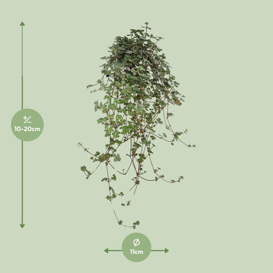 Pilea Glaucophylla - Ø11cm - ↕20cm