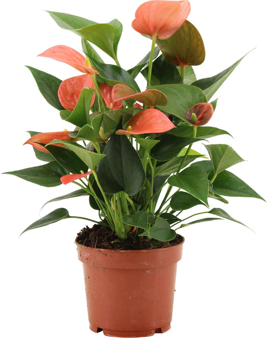 Anthurium Alegria In Transparant Sleeve