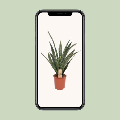 Sansevieria Diamond Green - Ø19cm - ↕60cm
