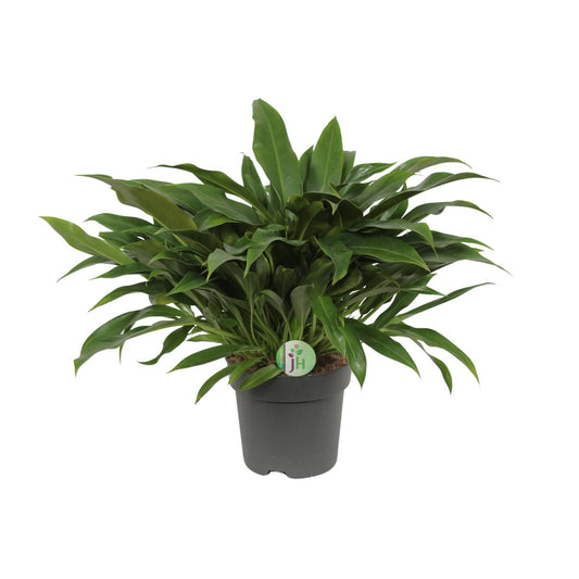 Philodendron Little Phil - Ø17cm - ↕45cm