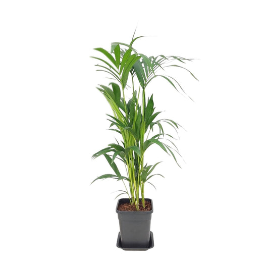 Howea Forsteriana - Ø21cm - ↕110cm