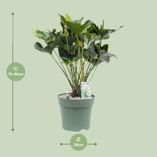 Anthurium Arrow - Ø30cm - ↕80cm