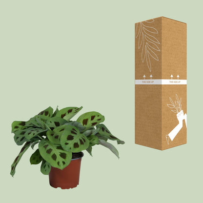 PROMO - Maranta Leuconeura Kerchoveana - Ø12cm - ↕30cm