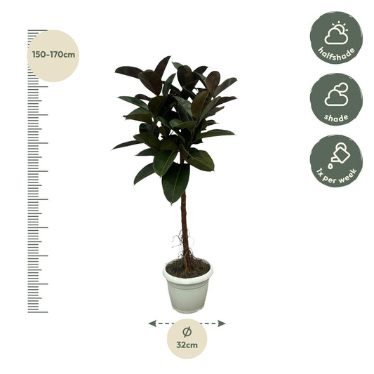 Gummibaum 'Robusta' – 140 cm pflegeleichte Zimmerpflanze