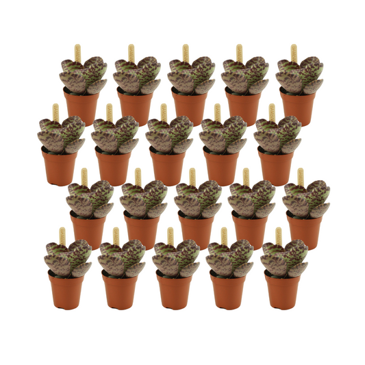 Kalanchoe Humilis - 20 stuks - Ø5,5cm - ↕10cm