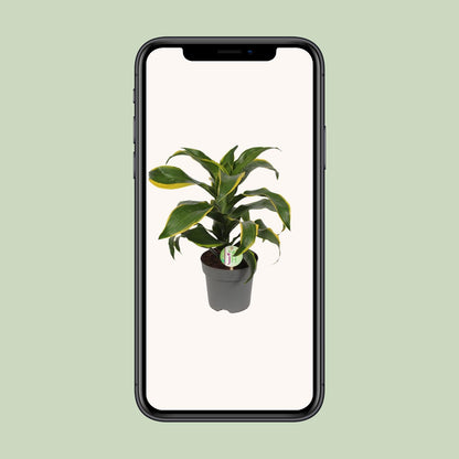 Dracaena Fragrans Grune gelb - Ø17cm - ↕40cm