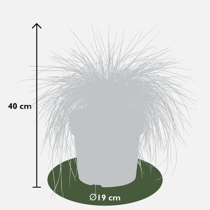 Festuca glauca Azura Blue - Ø19 - ↨40cm