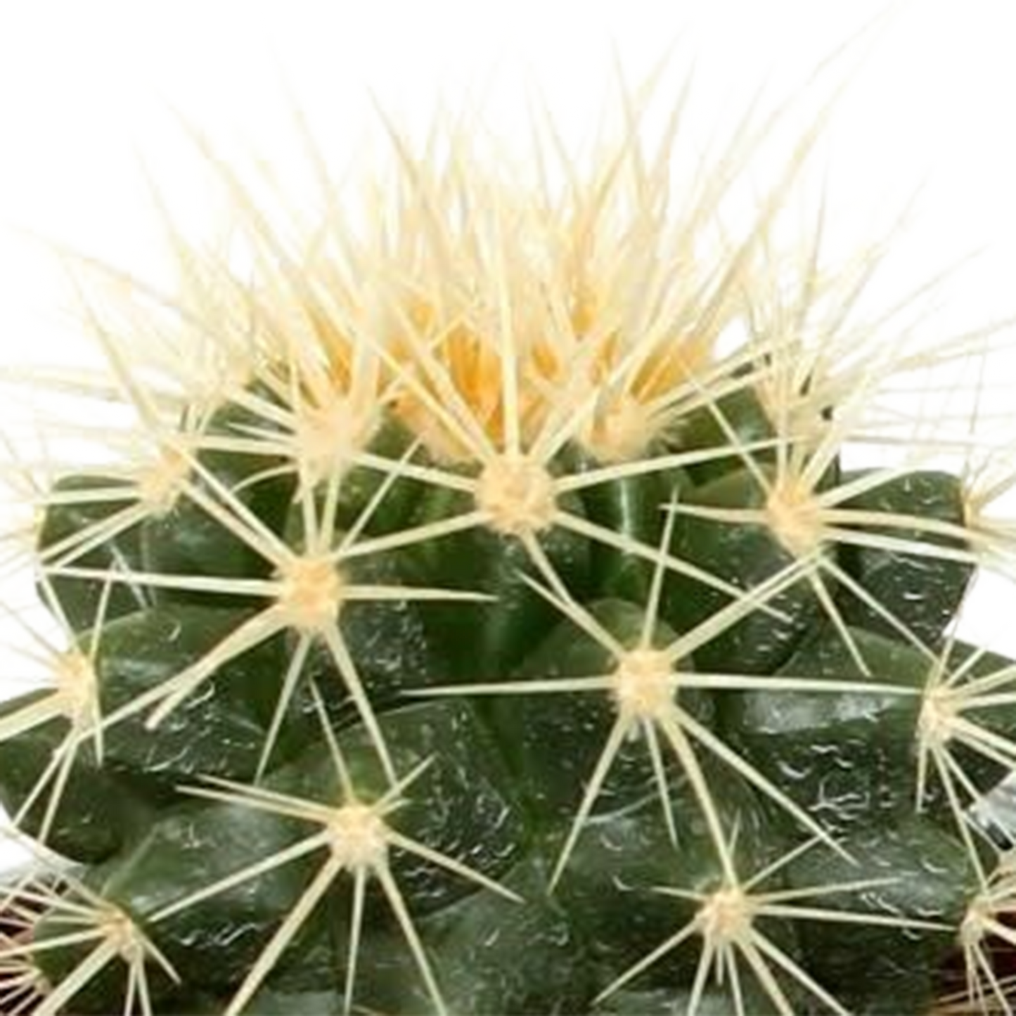 Kakteenmischung 5,5 cm - 5x - in Mexicaanse pot