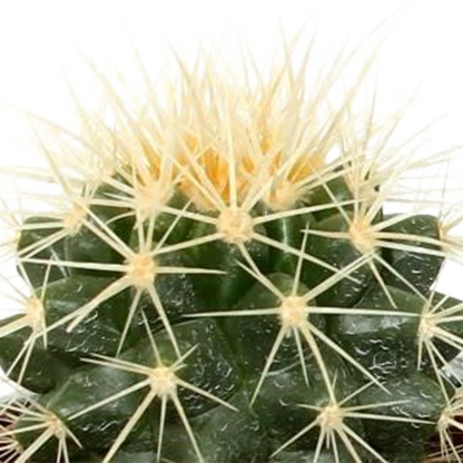 Kakteenmischung 5,5 cm - 5x - in Mexicaanse pot