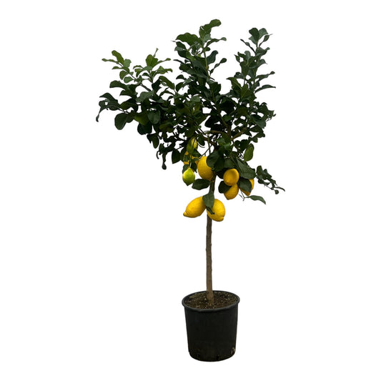 Zitronenbaum 150 cm – Citrus limon mit Zitrusduft