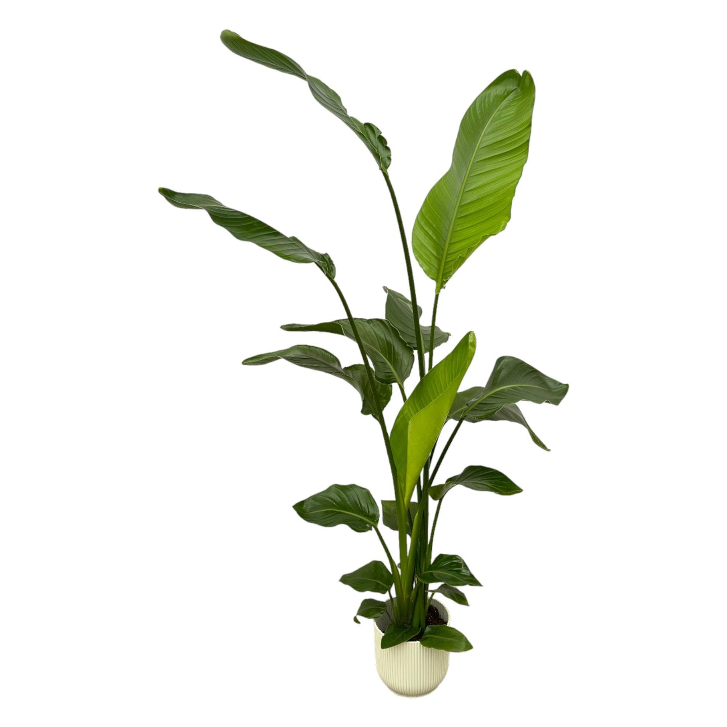 Strelitzie Nicolai 130 cm – Weiße Paradiesvogelblume