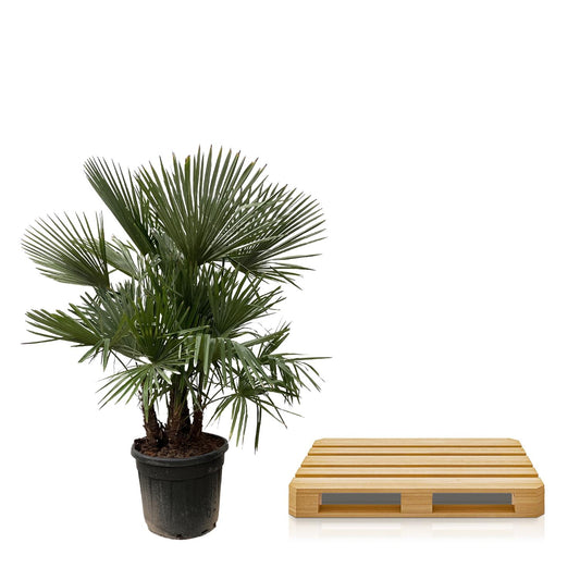 Mehrstämmige Hanfpalme – Exotische Kübelpflanze 230 cm