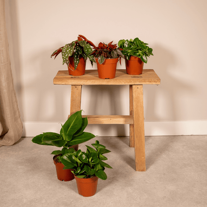 Überraschungsbox - Ø12cm - ↕25cm - x5