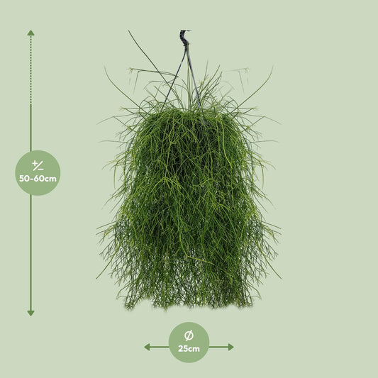 Rhipsalis Cassutha 25cm - Ø25cm - ↕60cm