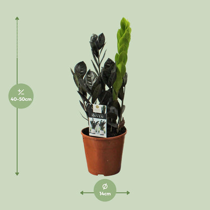 Zamioculcas Raven - Ø14cm - ↕45cm