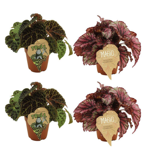 2x Begonia Rex Ferox + 2x Begonia Rex Lambada - 4 stuks - Ø12cm - ↕25cm