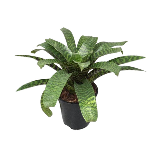 Vriesea Hieroglyphica - Ø19cm - ↕35cm
