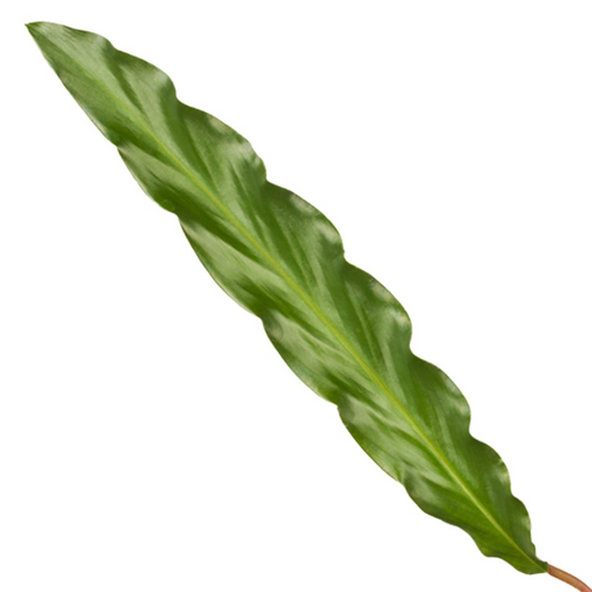 Korbmarante 'Elgergrass' – Elegante Zimmerpflanze 35 cm