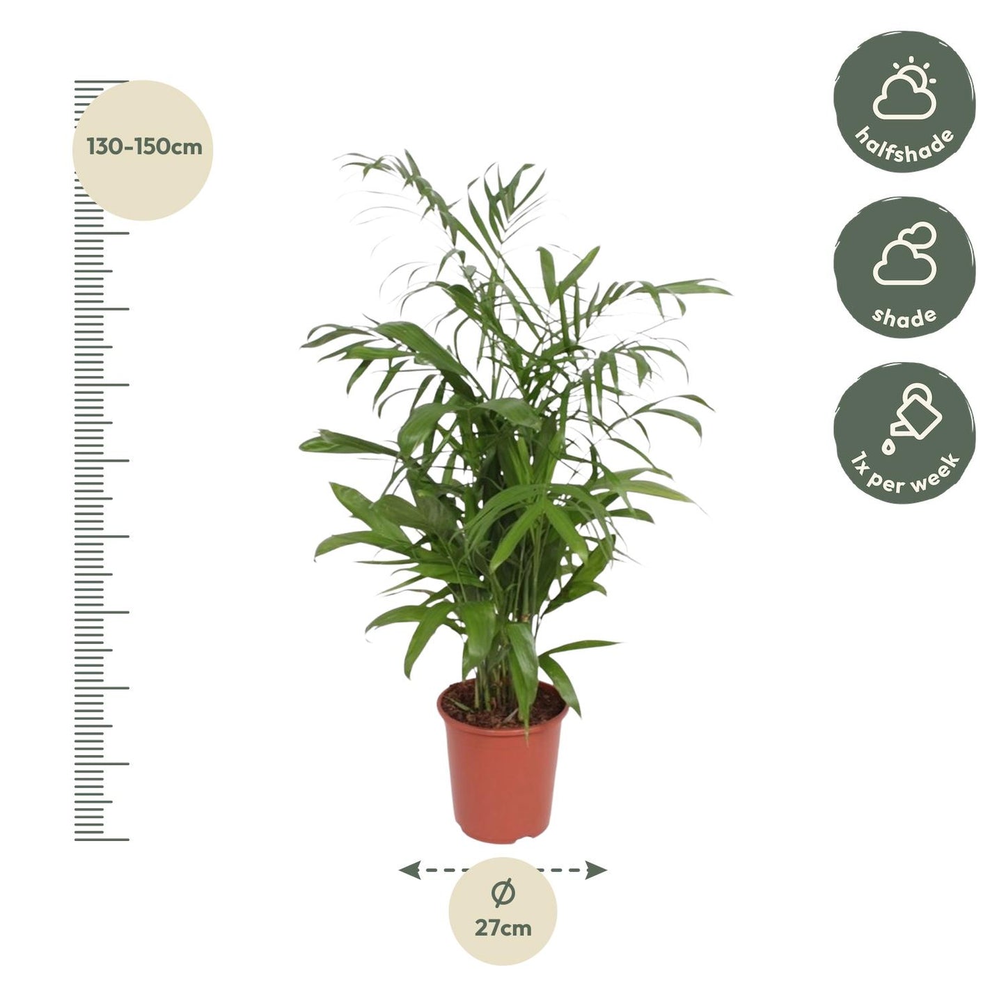 Bambuspalme Seifrizii – 140 cm tropisches Flair