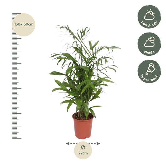 Bambuspalme Seifrizii – 140 cm tropisches Flair