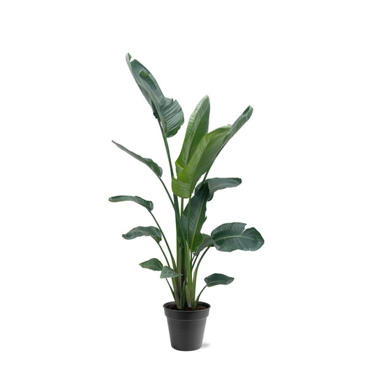 Paradiesvogelblume XXL – Weiße Strelitzie 210 cm