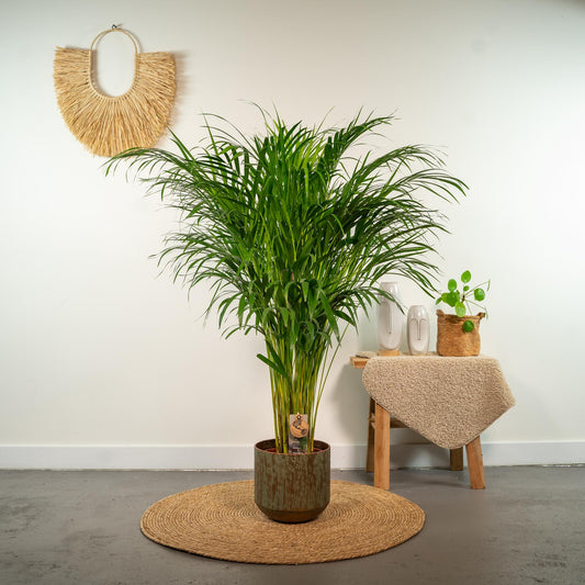 Goldfruchtpalme 110 cm – Tropisch & Pflegeleicht