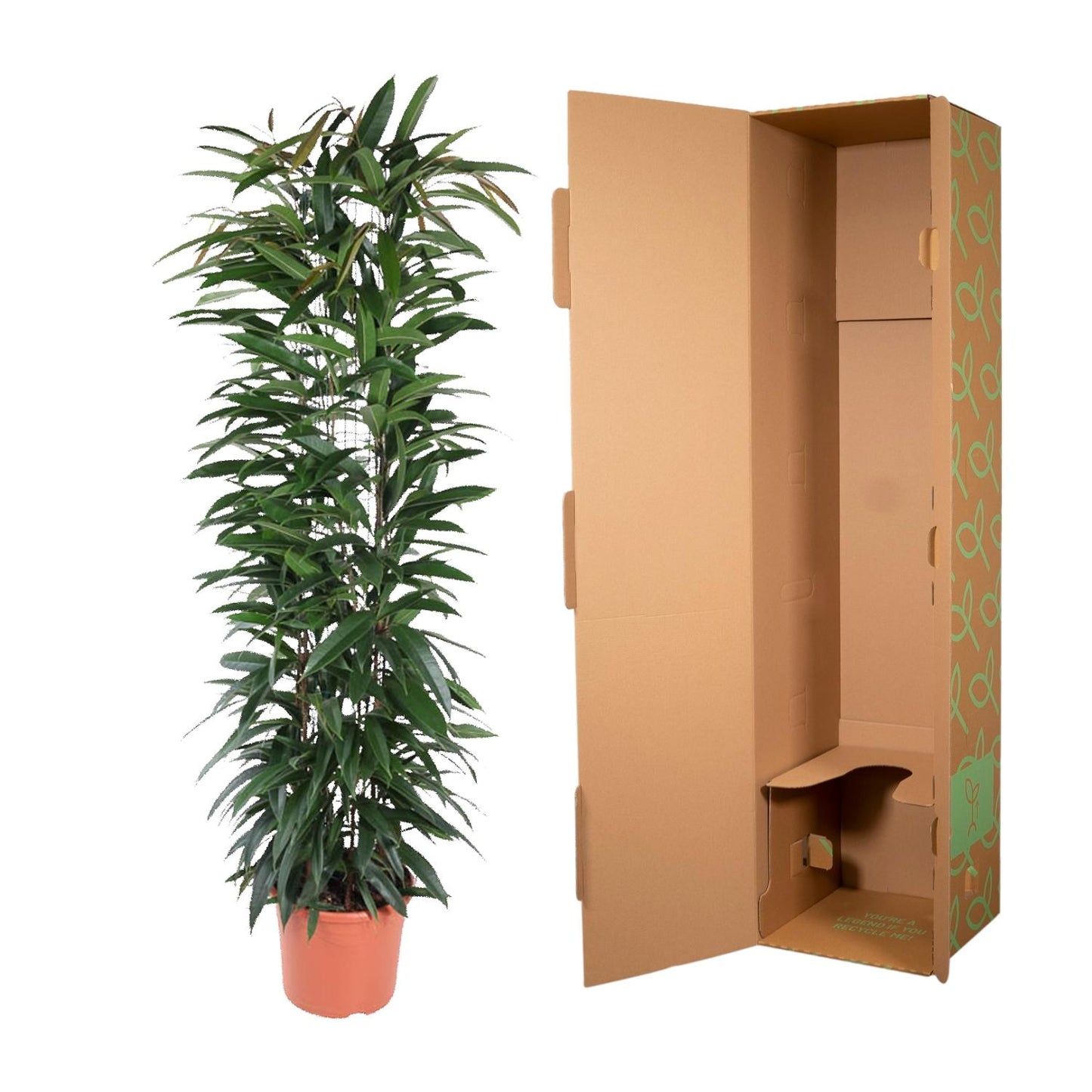 Bananenfeige 'Alii King' – elegante Zimmerpflanze 150 cm