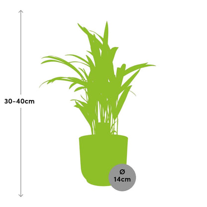 Dypsis Lutescens (Areca) 12cm in ELHO Vibes Fold 14cm geel