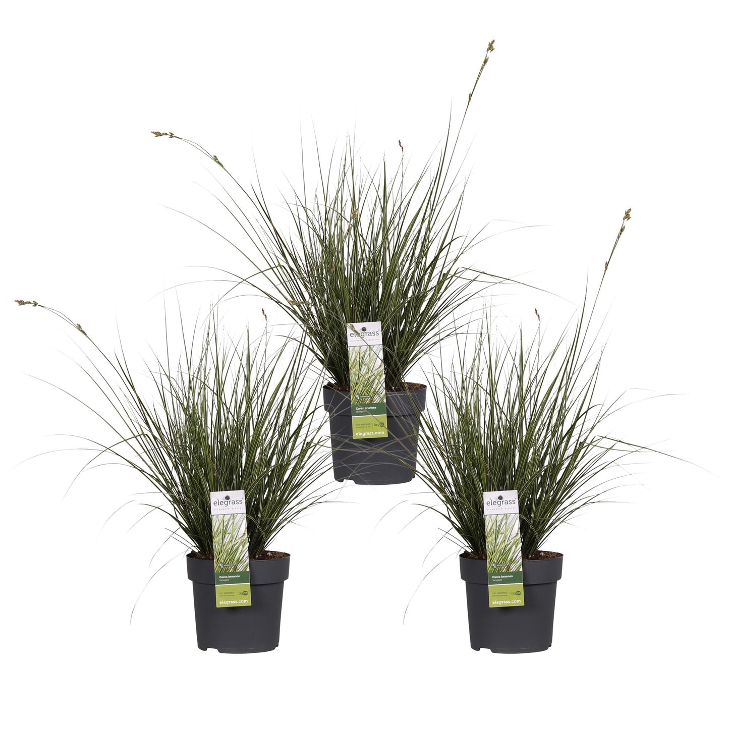 3x - Carex brunnea 'Variegata' - ↨30cm - Ø14