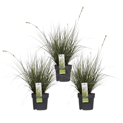 3x - Carex brunnea 'Variegata' - ↨30cm - Ø14