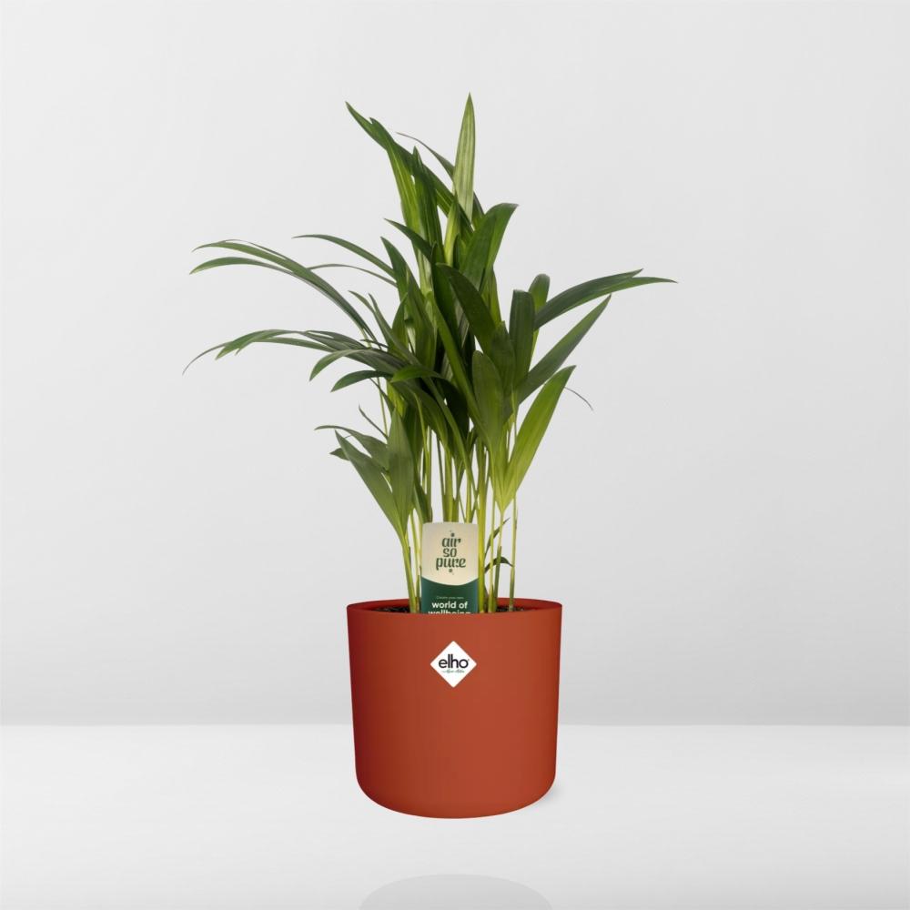 Dypsis Lutescens (Areca) 12cm (zonder Hoes) in ELHO b.for soft rond 14cm brique