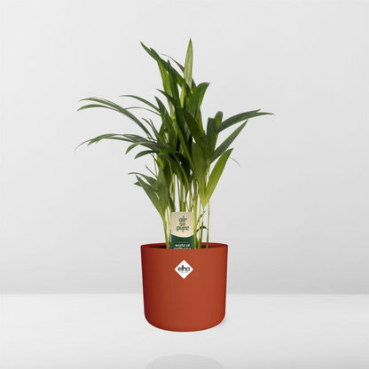 Dypsis Lutescens (Areca) 12cm (zonder Hoes) in ELHO b.for soft rond 14cm brique