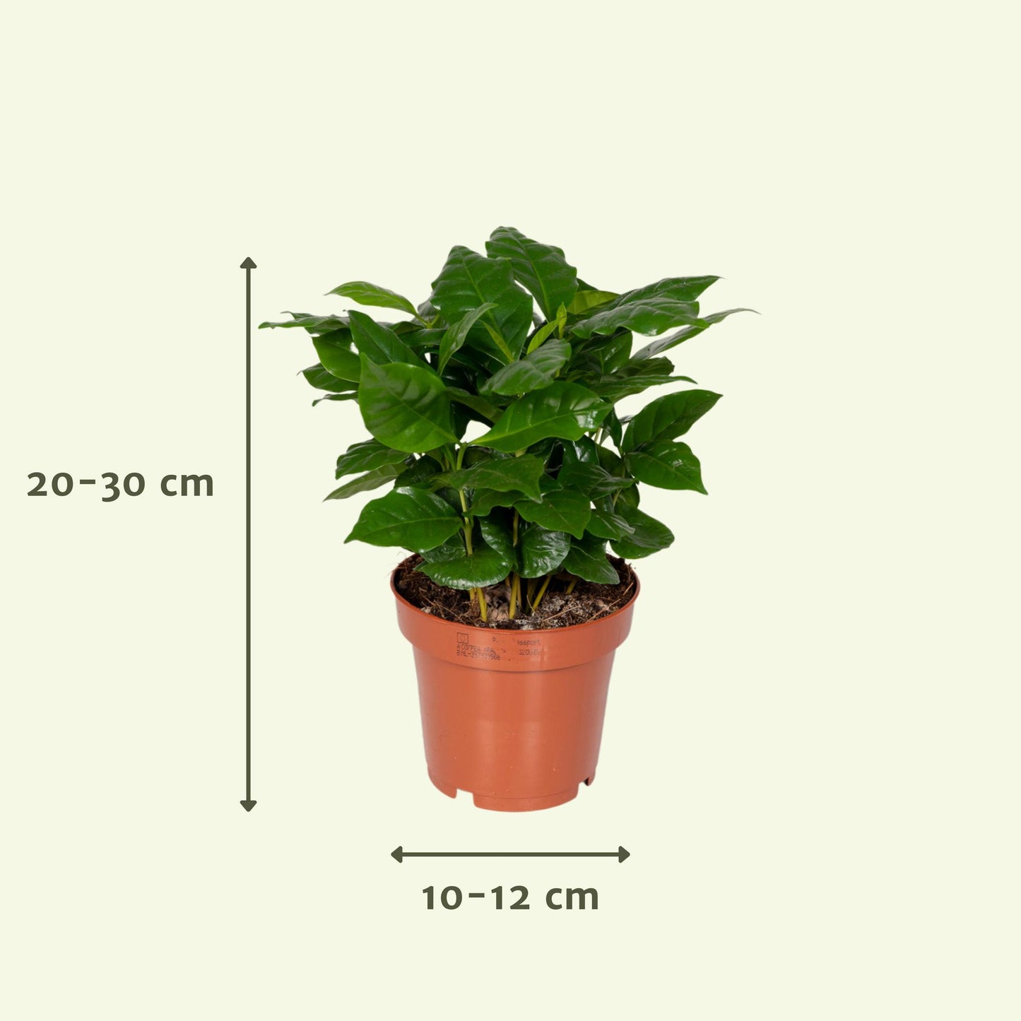 Überraschungsbox - Ø12cm - ↕25cm - x8