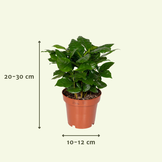 Überraschungsbox - Ø12cm - ↕25cm - x8