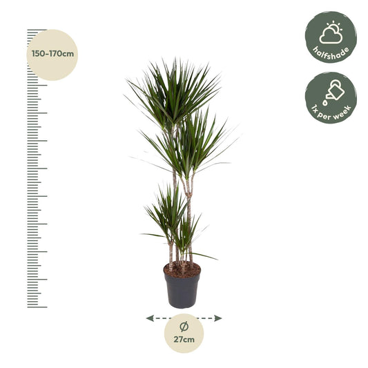 Drachenbaum Marginata 180 cm – Stilvoll & Pflegeleicht