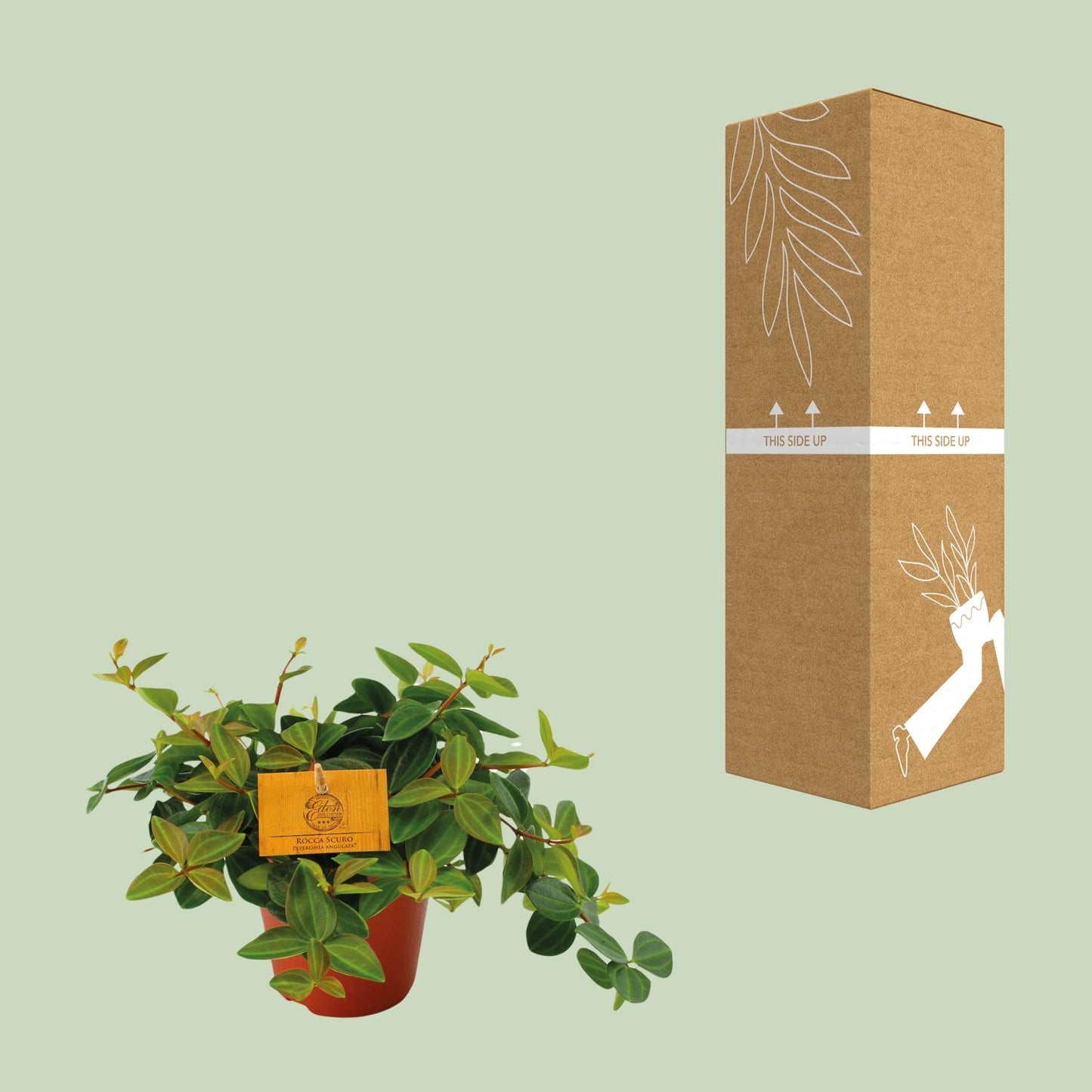 Peperomia Ang. Roc. Scuro - Ø12cm - ↕20cm