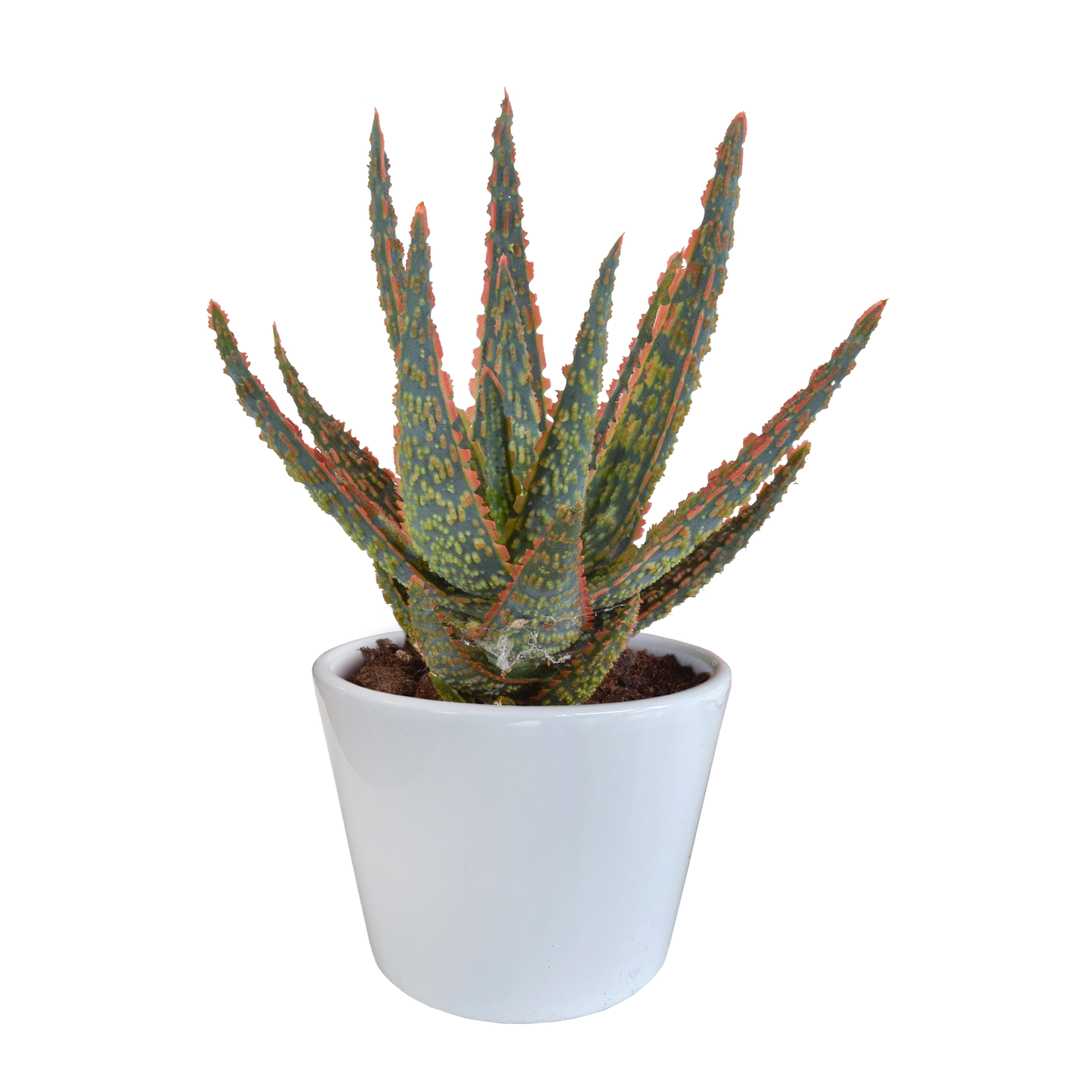 Zebra-Aloe 'Dannyz' – Exotische, pflegeleichte Sukkulente